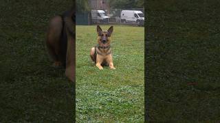 Great training session with GSD gsdlover dog gsd dogtraining workingdog germanshepherd [upl. by Nele748]