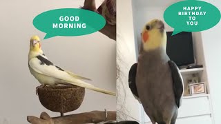 Adorable Cockatiel Parrots Singing and Talking Compilation  Cute Lovely Cockatiel Sounds [upl. by Anairb]