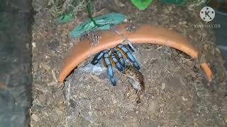 Pterinochilus murinus DCF escapes during feeding [upl. by Maggie]