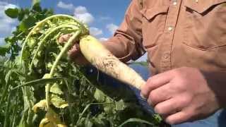 Cover Crops  Daikon Radishes [upl. by Ilat]