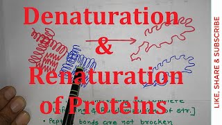 22 Denaturation and Renaturation of Proteins  Ribonuclease A  NEET MBBS CSIR NET [upl. by Geithner744]