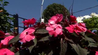 Plant sunpatiens before summer heat [upl. by Notneb]