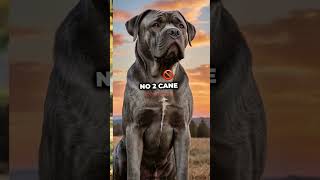 Unique Cane Corso Coat Colors and Patterns Explained [upl. by Endo766]