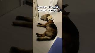 Protecting the house even in her dreams 🤣 gsd germanshepherd funnyshorts dream doglover [upl. by Zendah]