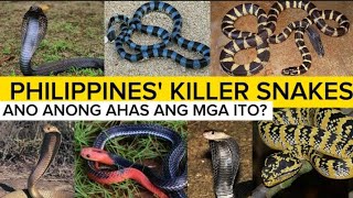 Most dangerous snakes in the Philippines  venomous snakes  PH RED TV [upl. by Nerw]