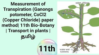 Ganongs potometer CoCl2 paper method  11th Botany  Transport in plants  தமிழ் [upl. by Yeknarf262]