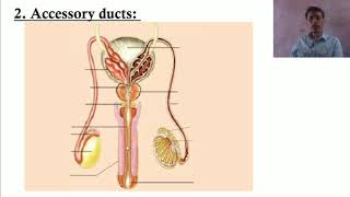 Accessory ducts of Male Reproductive System [upl. by Vaenfila]