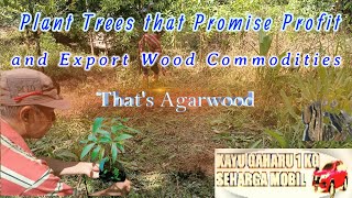 Plant Trees that Promise Profit and Export Wood Commodities Thats Agarwood [upl. by Briscoe]