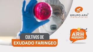 🦠Cultivos de Exudado Faringeo  ARH Responde [upl. by Analad]