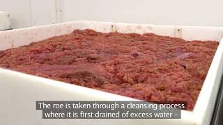 Lumpfish roe by Royal Greenland  fishery and processing [upl. by Conrade789]