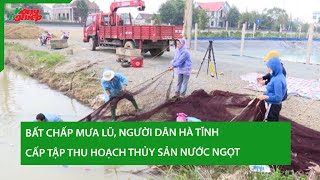 Bất chấp mưa lũ người dân Hà Tĩnh cấp tập thu hoạch thủy sản nước ngọt [upl. by Toogood71]