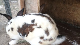 Breeding rabbits breedingbreedersrabbitsfarmlivingfarmslifemovingrabbitsrabbitslife [upl. by Stig]