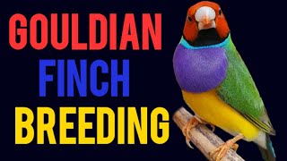 GOULDIAN FINCH BREEDING [upl. by Orabelle]