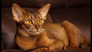 Abyssinian Cat Bin3aiah Animals [upl. by Idmann]