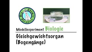 Modellexperiment Biologie – Gleichgewichtsorgan Bogengänge [upl. by Liryc]