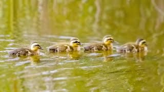 Newborn ducklings were left stranded in a pond [upl. by Arek335]