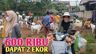 Harga Kambing Sedang Murah Murahnya [upl. by Anahcar]