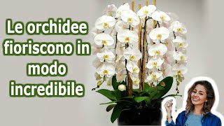 7 Segreti per far fioreire la tua orchidea tutto lanno  Lo so [upl. by Yoo]