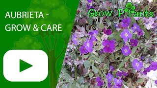 Aubrieta  grow amp care great ground cover plant [upl. by Cordle74]