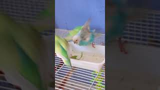 My adorable budgies Bathing Vigorously [upl. by Llertal]