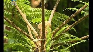 Sano sano  Cyathea spp [upl. by Ecirtram]