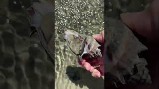 Marine gastropod Low Tide in Lagoon atlanticocean [upl. by Yardna967]