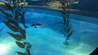 Penguins swimming underwater at Bird Paradise Singapore [upl. by Shewmaker]