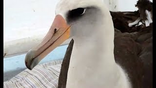 Rescued Laysan Albatross Returns To Ocean Home [upl. by Nnovahs298]