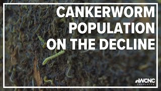 Charlotte takes steps to control cankerworms [upl. by Robbi974]