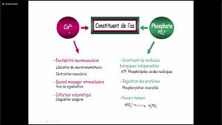 4 Métabolisme phosphocalcique [upl. by Ahsirek]