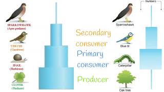 Ecology 4 Biological pyramids  The Bio Coach [upl. by Okin]