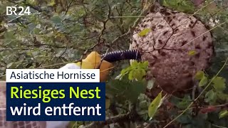 Asiatische Hornisse Riesiges Nest wird entfernt – dennoch Verbreitung in Bayern  BR24 [upl. by Boeschen]