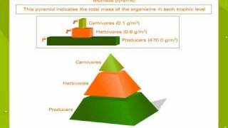 Ecological pyramids [upl. by Anitnatsnoc243]