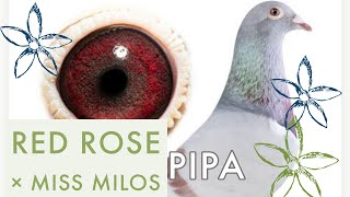 Red Rose  Very Beautiful As Well Strong Bloodline Racing Pigeon For Sale  Pipa Pigeons Auction [upl. by Leinnad175]