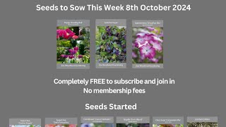 Seeds being started this week 8 October 2024 Agrostemma Cerinthe Poppies [upl. by Ellehcirt718]