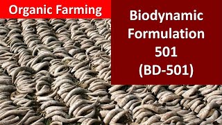 How to prepare and use Biodynamic formulation501 BD501 for Organic Farming [upl. by Annice42]