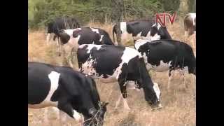 On the Farm Rearing cattle in Mbarara [upl. by Anirbys]