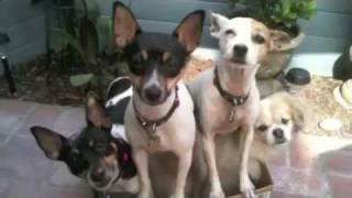 i Love Dogs Presents The Rat Terrier [upl. by Brathwaite]