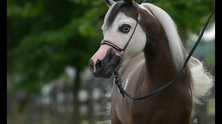 Amazing Horse  American Miniature Horse [upl. by Enihpled]