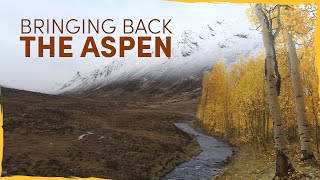 Bringing Back the Lost Aspen Forests of Scotland [upl. by Heer786]