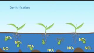 Denitrification Standing Water [upl. by Mehelhteb]