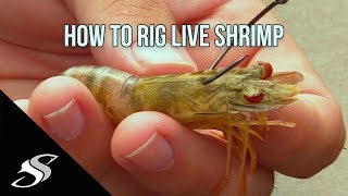 How to Rig Live Shrimp for Fishing  Most Effective Technique [upl. by Nyrmak]