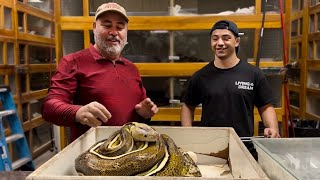 Giant Reticulated Python Lays Eggs CRAZY GENETICS [upl. by Karon323]