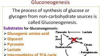 Gluconeogenesis Mechanism and significance [upl. by Laeria43]