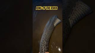 Alaska Wild King Salmon Catch n Release fishing chinook salmon [upl. by Lapo14]