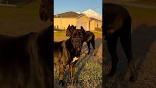 Cane Corso Lion [upl. by Hgielah467]