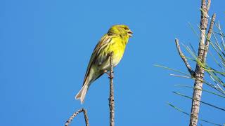 Serin singing  Serinus serinus [upl. by Lorilyn124]