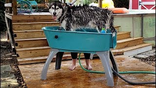 Tonka Gets A Bath With The Booster Bath BathTub [upl. by Dardani]