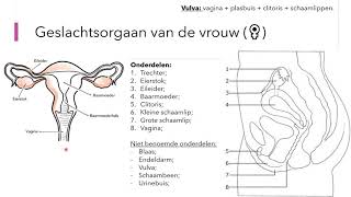 Voortplanting Geslachtsorganen en de Menstruatiecyclus HAVOVWO2 Nectar 111 [upl. by Ilahsiav395]