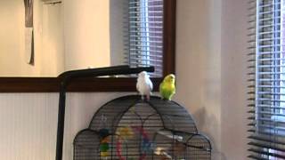 African Grey Parrot and Budgies [upl. by Ahsietal185]